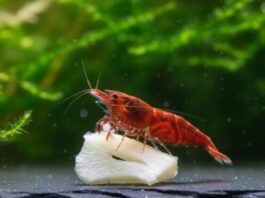 ¿Por qué meter AJOS en el acuario?